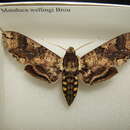 Image of Manduca wellingi Brou 1984