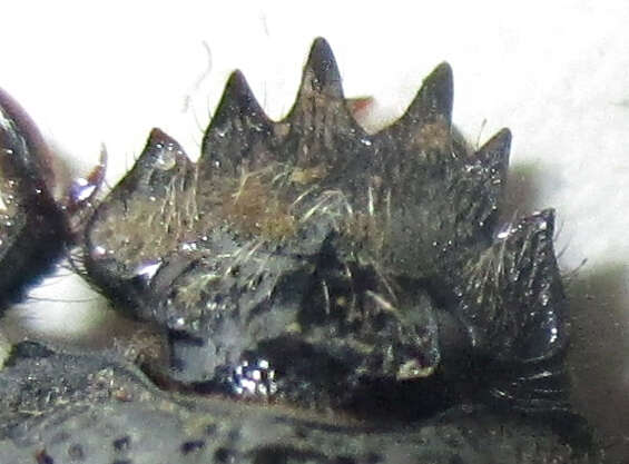 Image of <i>Scarabaeus bohemani</i>