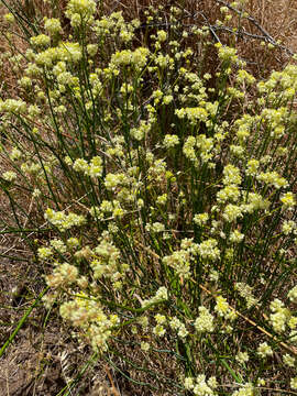 Image of Glischrocaryon flavescens (J. Drumm. ex Hook.) Orchard