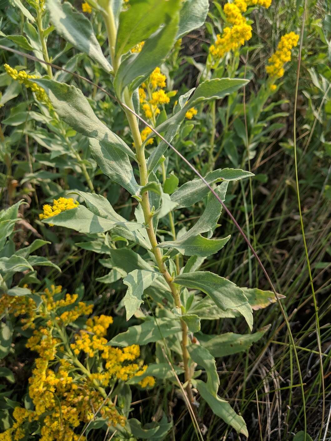 Image of velvety goldenrod