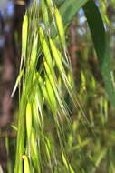 Image of wild oat