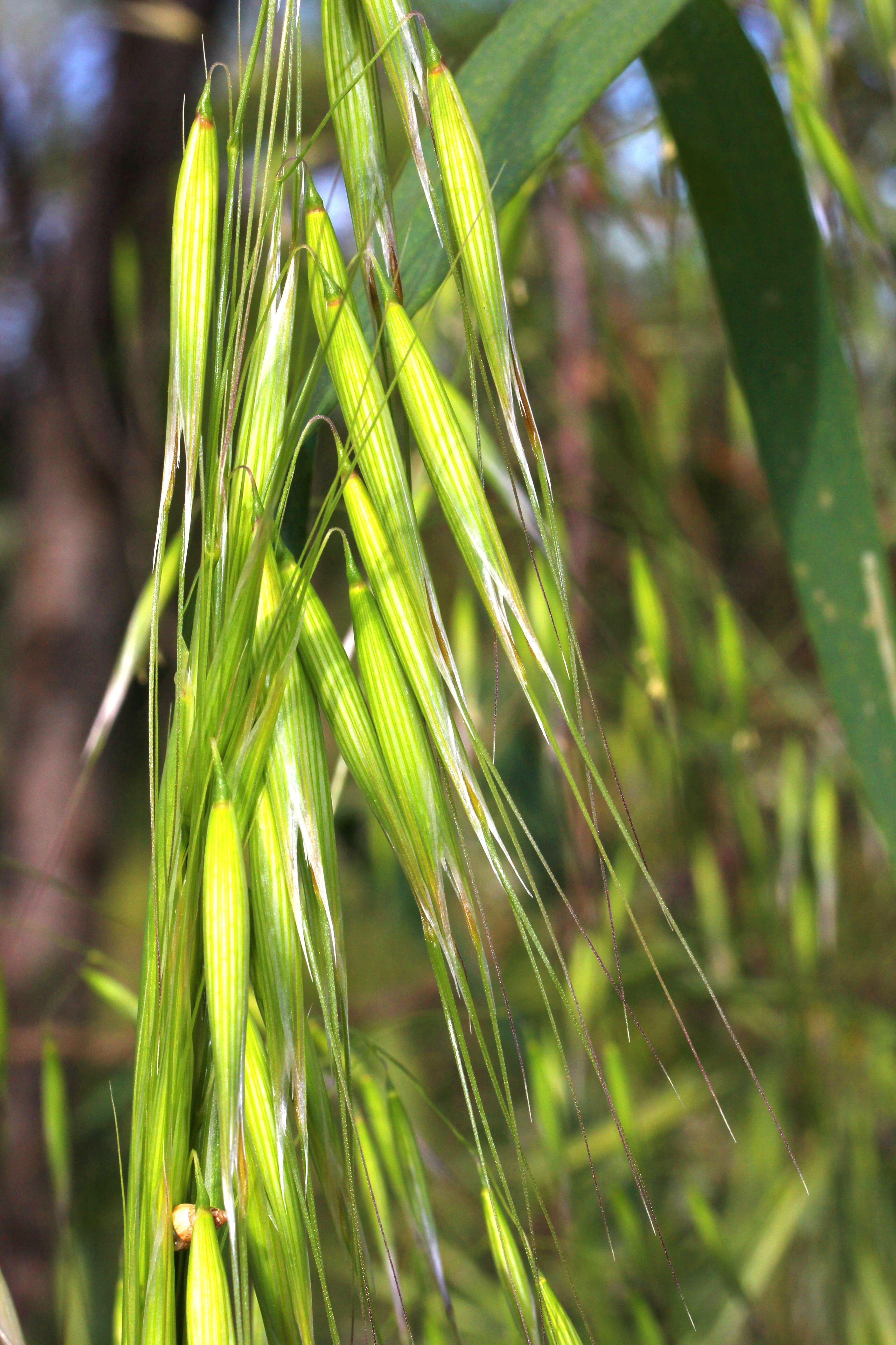 Image of wild oat