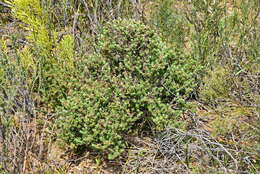 <i>Cliffortia <i>polygonifolia</i></i> var. polygonifolia resmi