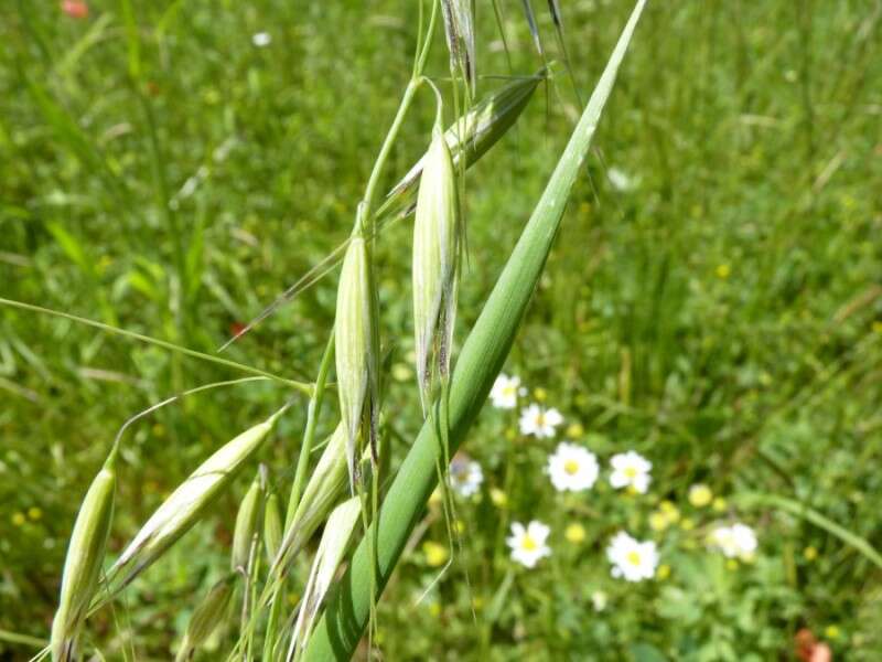 Image of wild oat