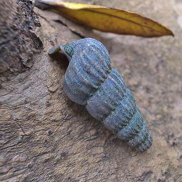 Image of truncated mangrove snail