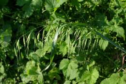 Image of wild oat