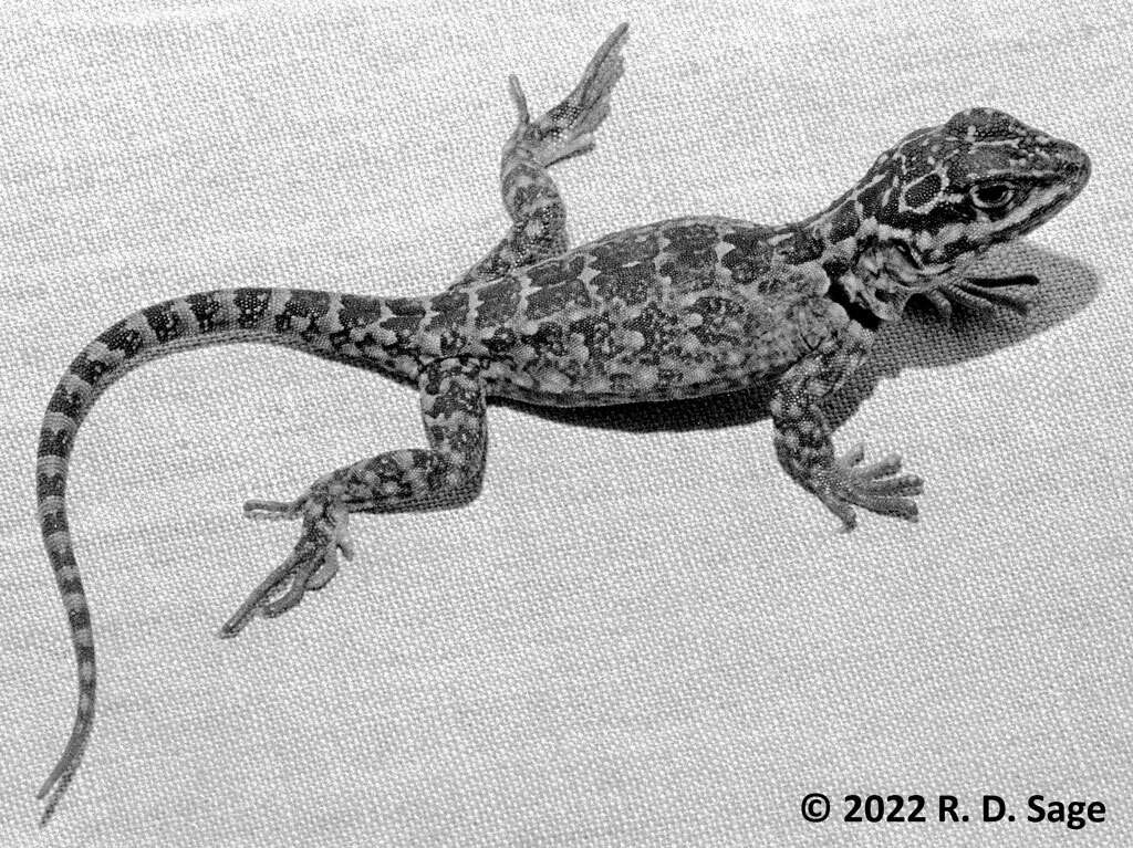 صورة Pristidactylus achalensis (Gallardo 1964)