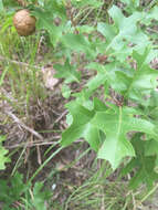 صورة Quercus buckleyi Nixon & Dorr