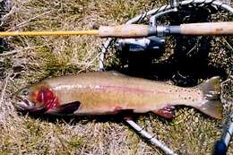 Image of Oncorhynchus clarkii bouvieri