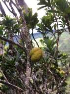 Image of Koolau Range Cheesewood