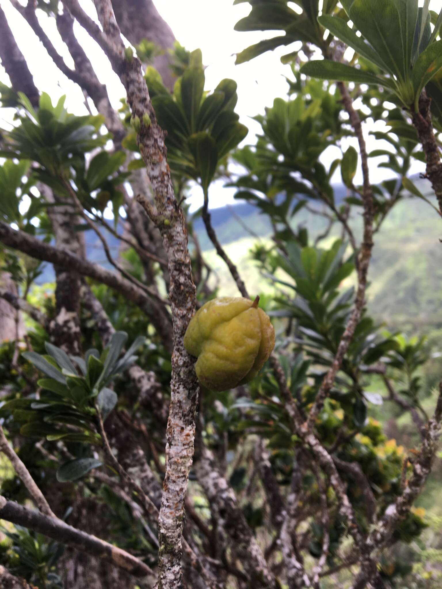 Image of Koolau Range Cheesewood