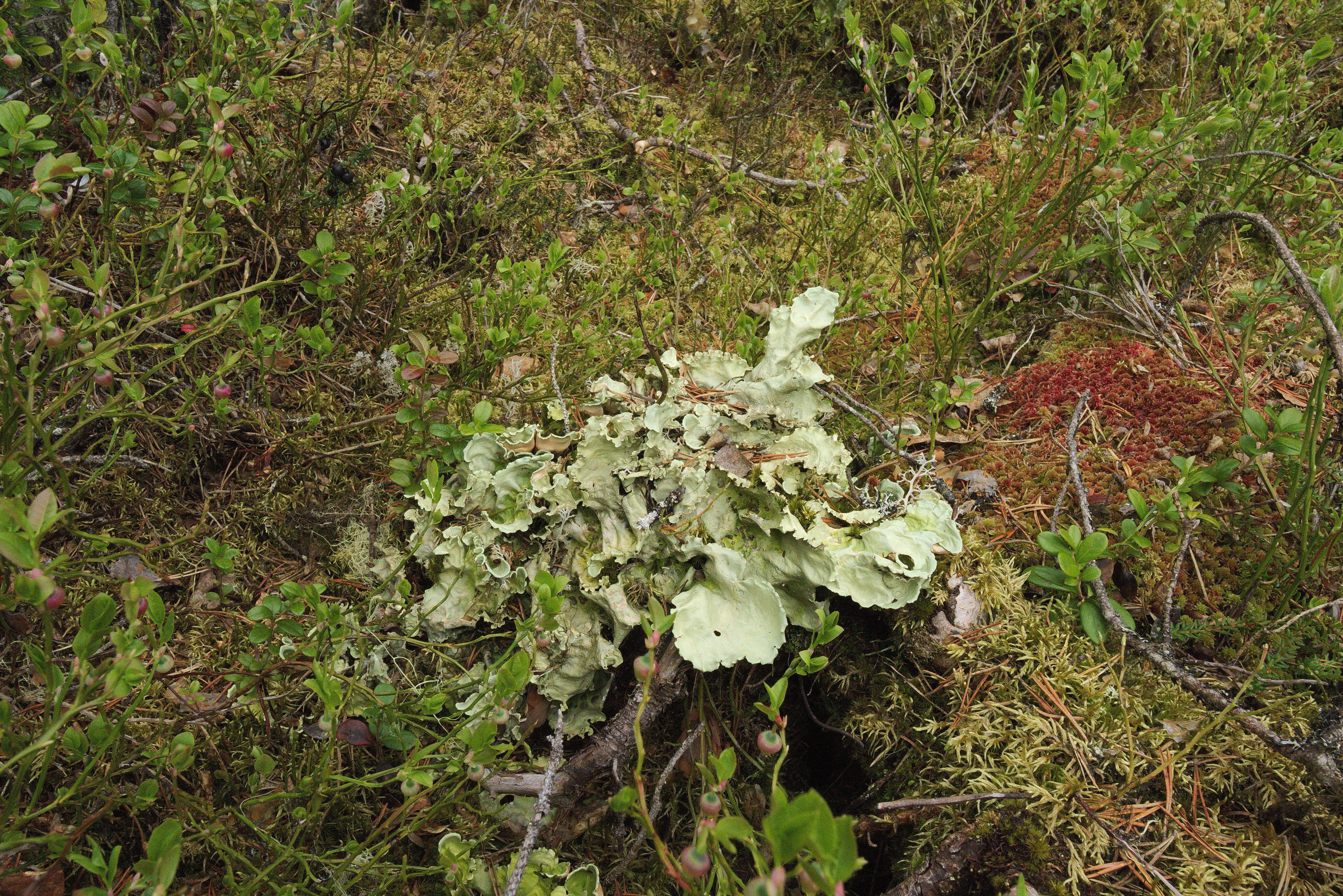 Image of felt lichen