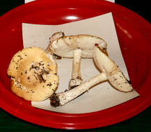 Image of gemmed Amanita