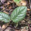 Image of Schismatoglottis asperata Engl.