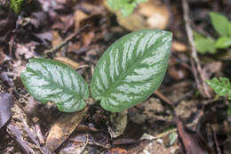 Image of Schismatoglottis asperata Engl.