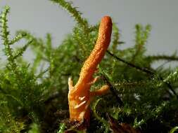 Cordyceps militaris (L.) Fr. 1818 resmi