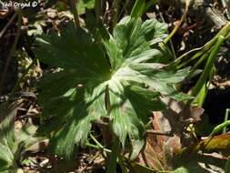 Image of Delphinium fissum subsp. ithaburense (Boiss.) C. Blanche & Molero