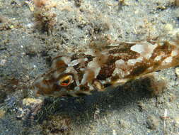 Image of Guinean Puffer