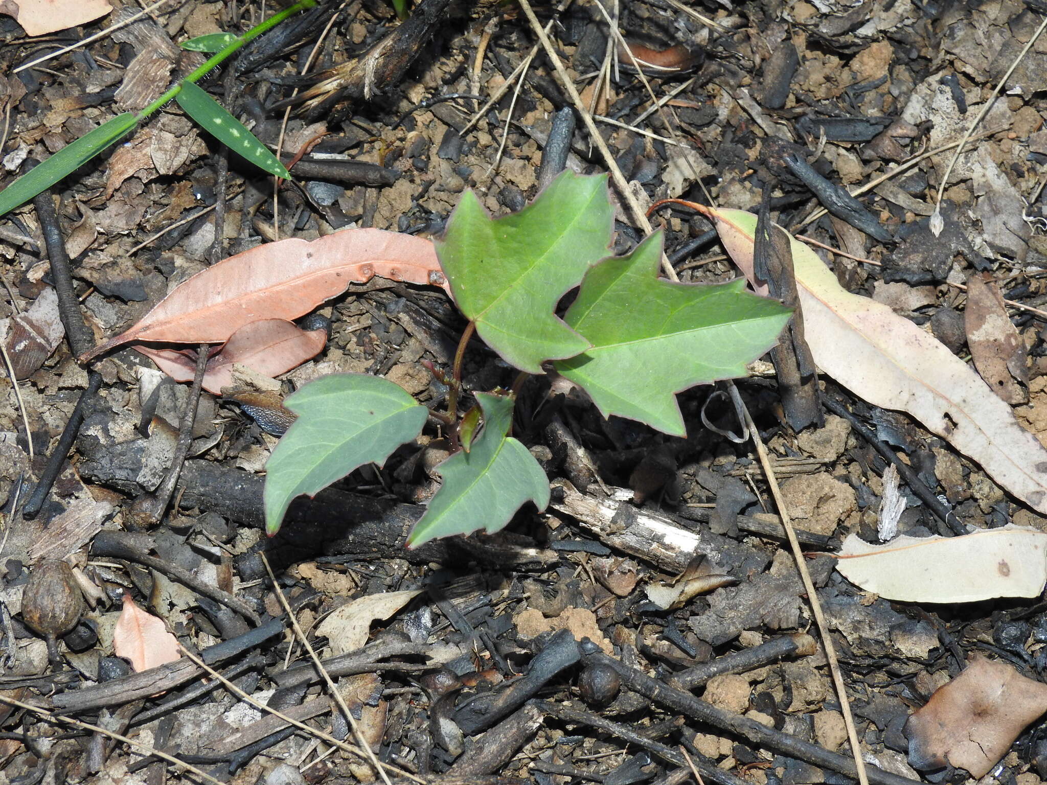 Imagem de Clematicissus opaca (F. Müll.) Jackes & Rossetto