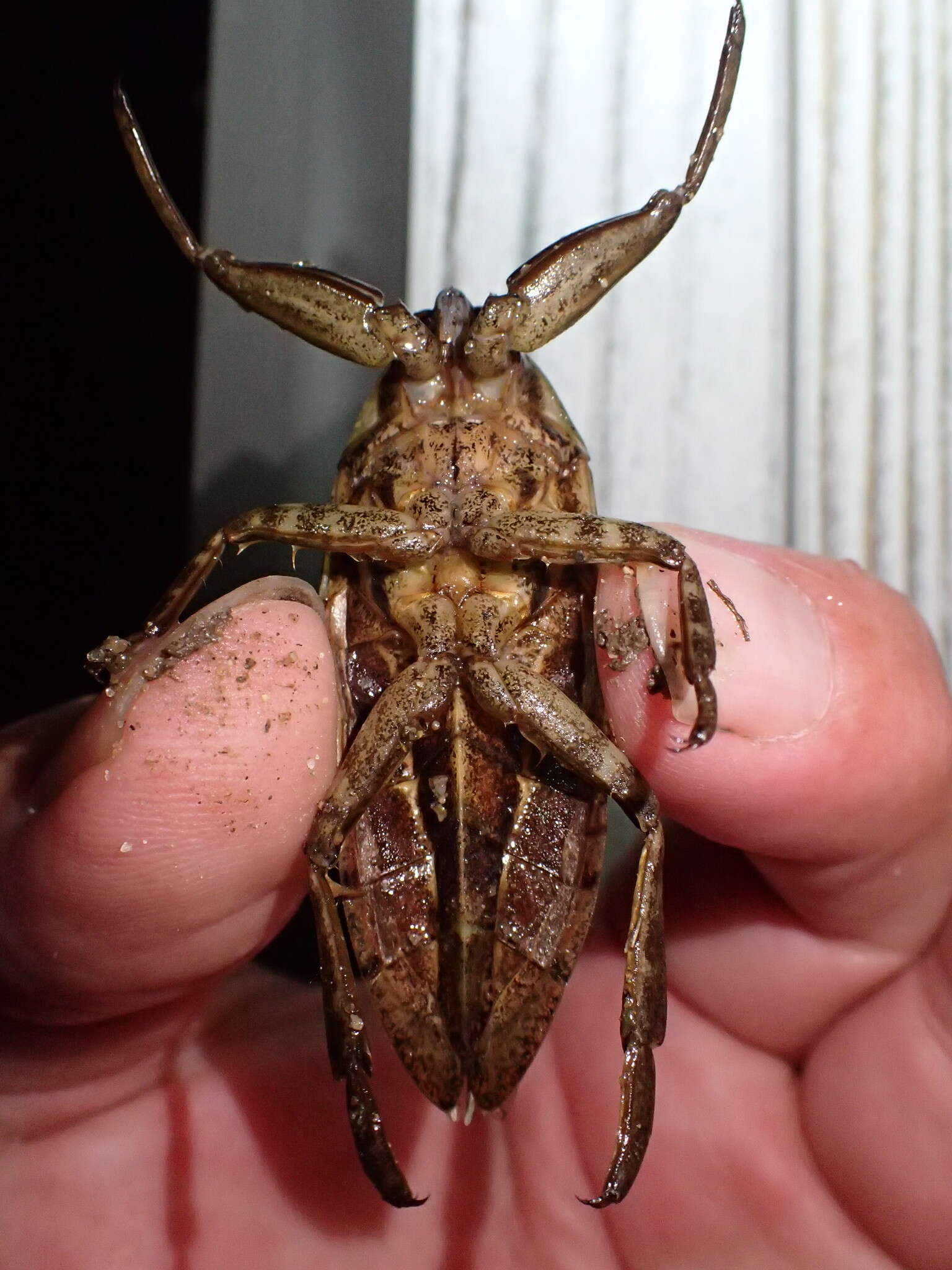 Image of Giant Water Bug