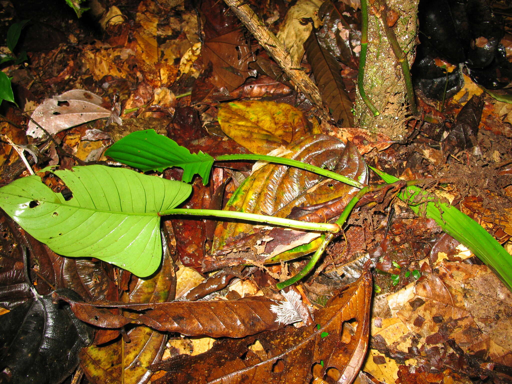 Philodendron ernestii Engl. resmi