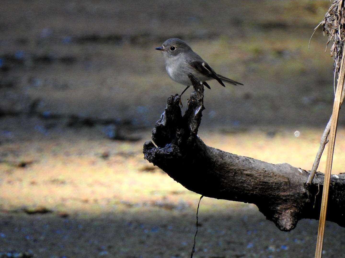 Petroica rosea Gould 1840 resmi