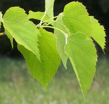 Image of Tilia chingiana Hu & Cheng