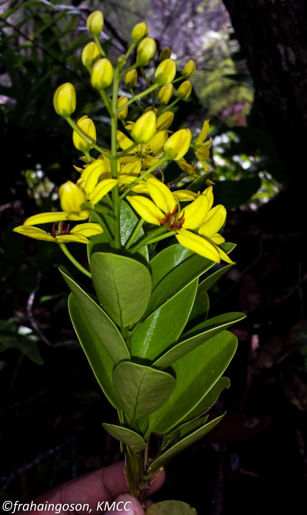 صورة Tristellateia madagascariensis Poir.