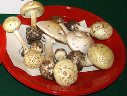 Image of False deathcap