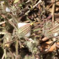 Image of Mt. Diablo bird's-beak