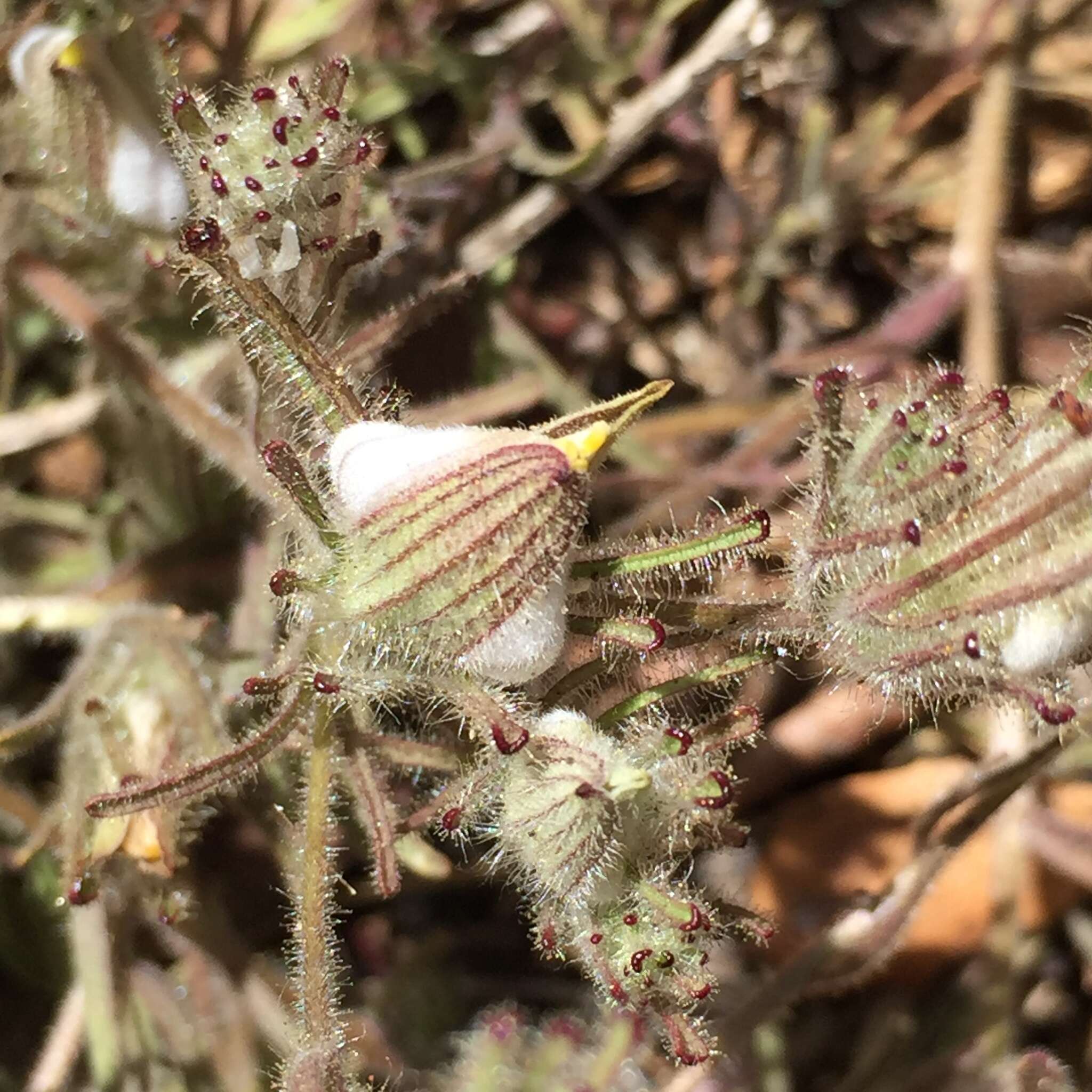 Image of Mt. Diablo bird's-beak