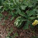 صورة Cucurbita argyrosperma subsp. argyrosperma