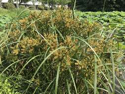 Image of Cyperus ohwii Kük.