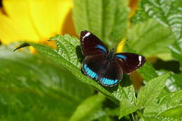 Image of Diaethria candrena Godart 1823