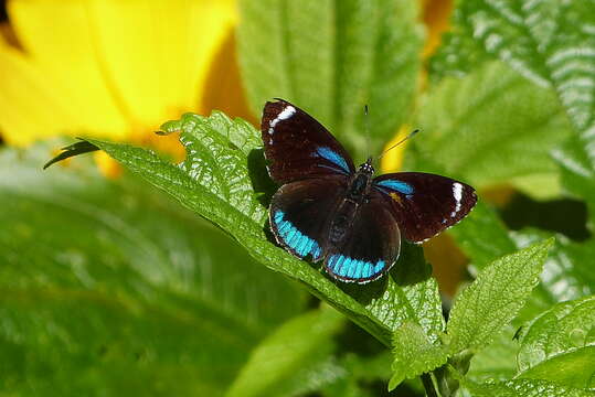 Image of Diaethria candrena Godart 1823