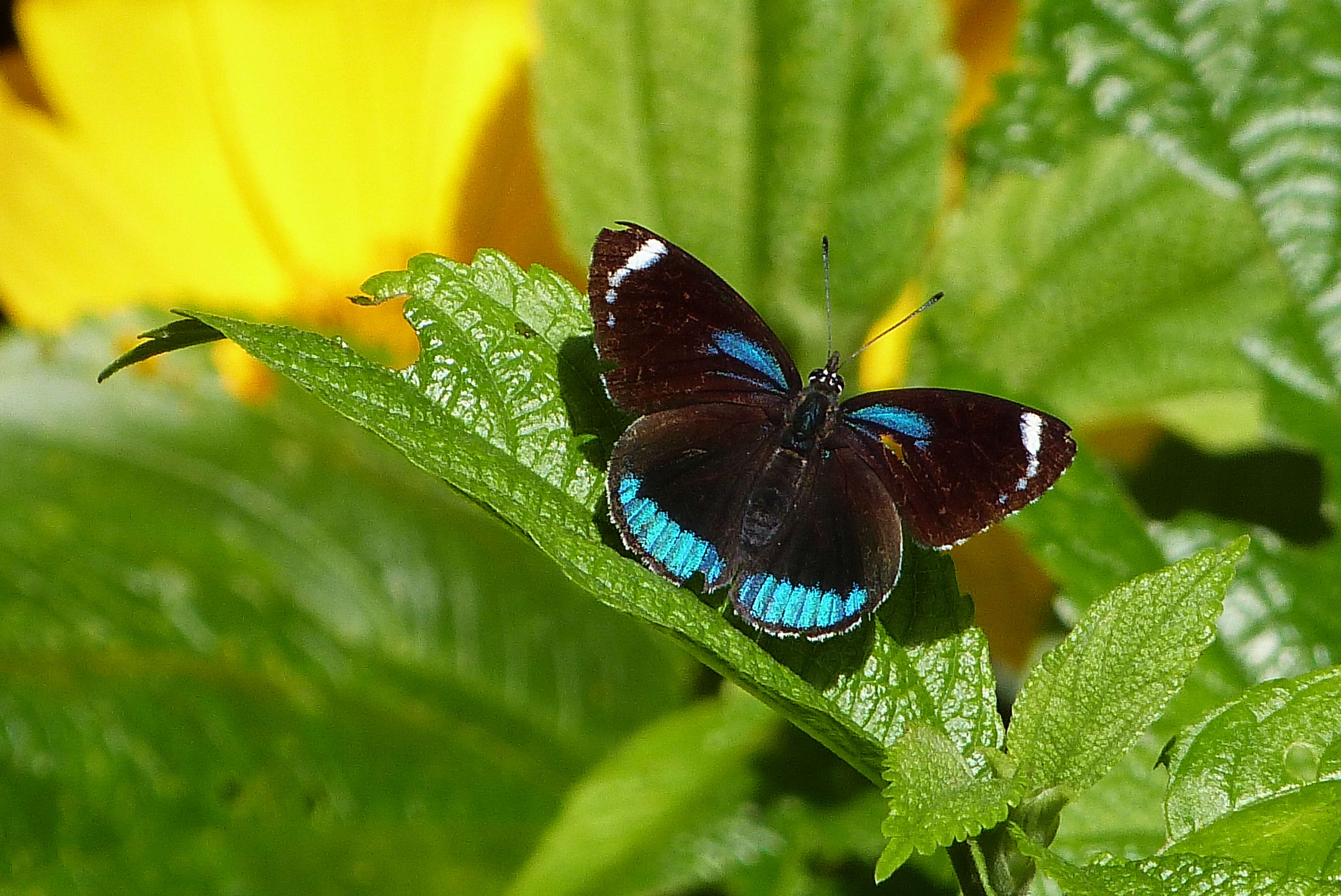 Image of Diaethria candrena Godart 1823