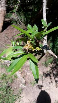 Image of Combretum caffrum (Eckl. & Zeyh.) Kuntze