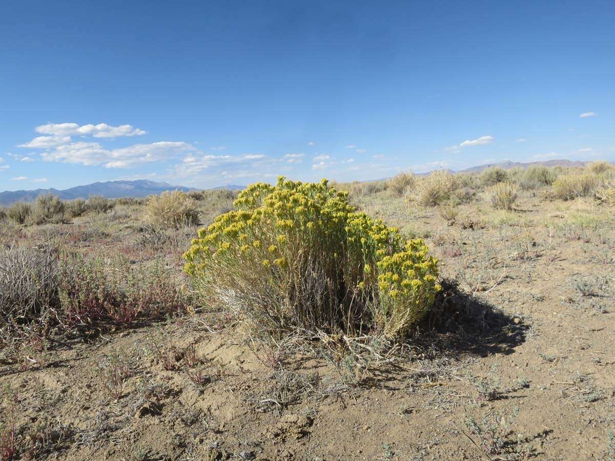 Image de Chrysothamnus viscidiflorus subsp. puberulus (D. C. Eat.) H. M. Hall & Clem.