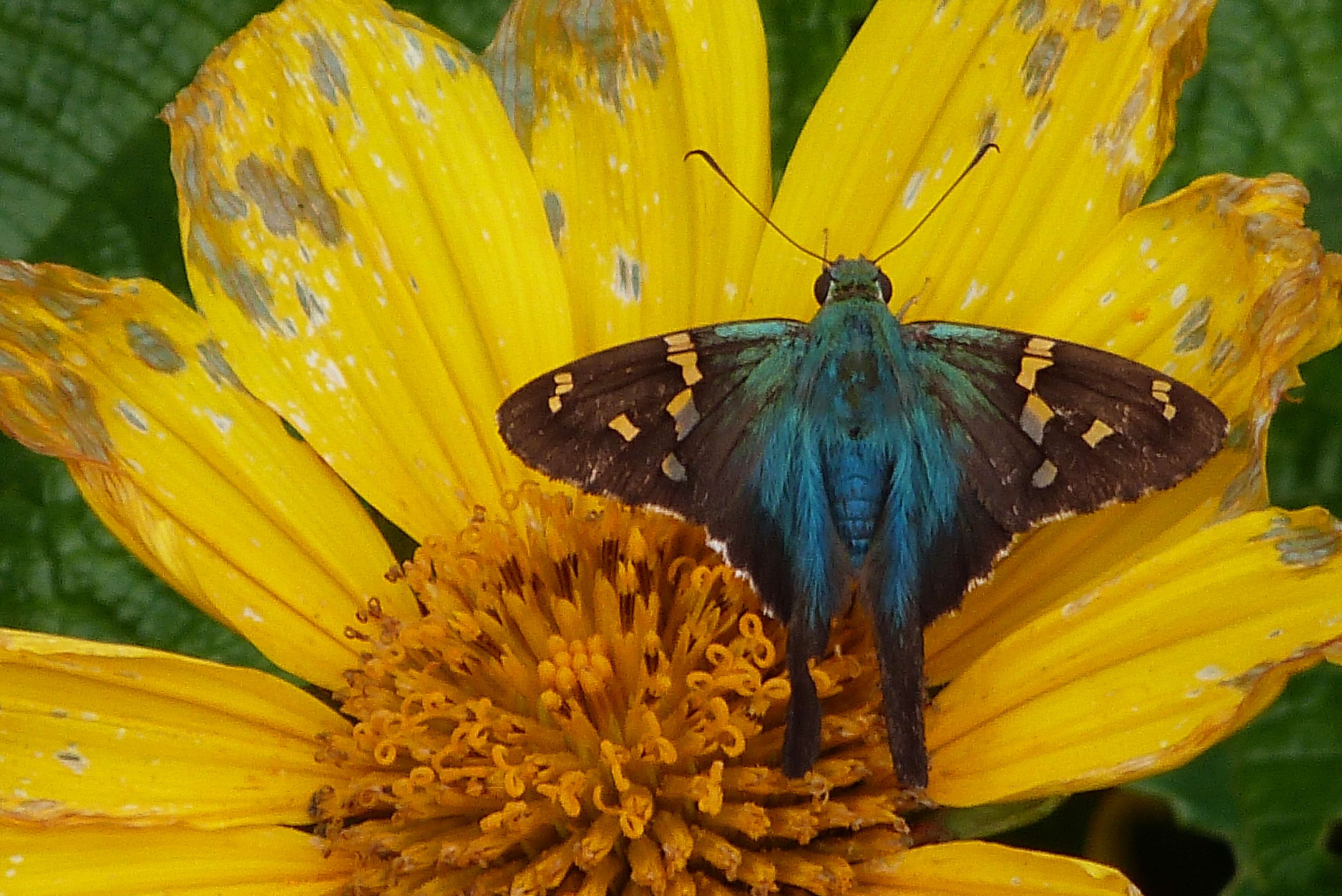 Image of Long-tailed Skipper