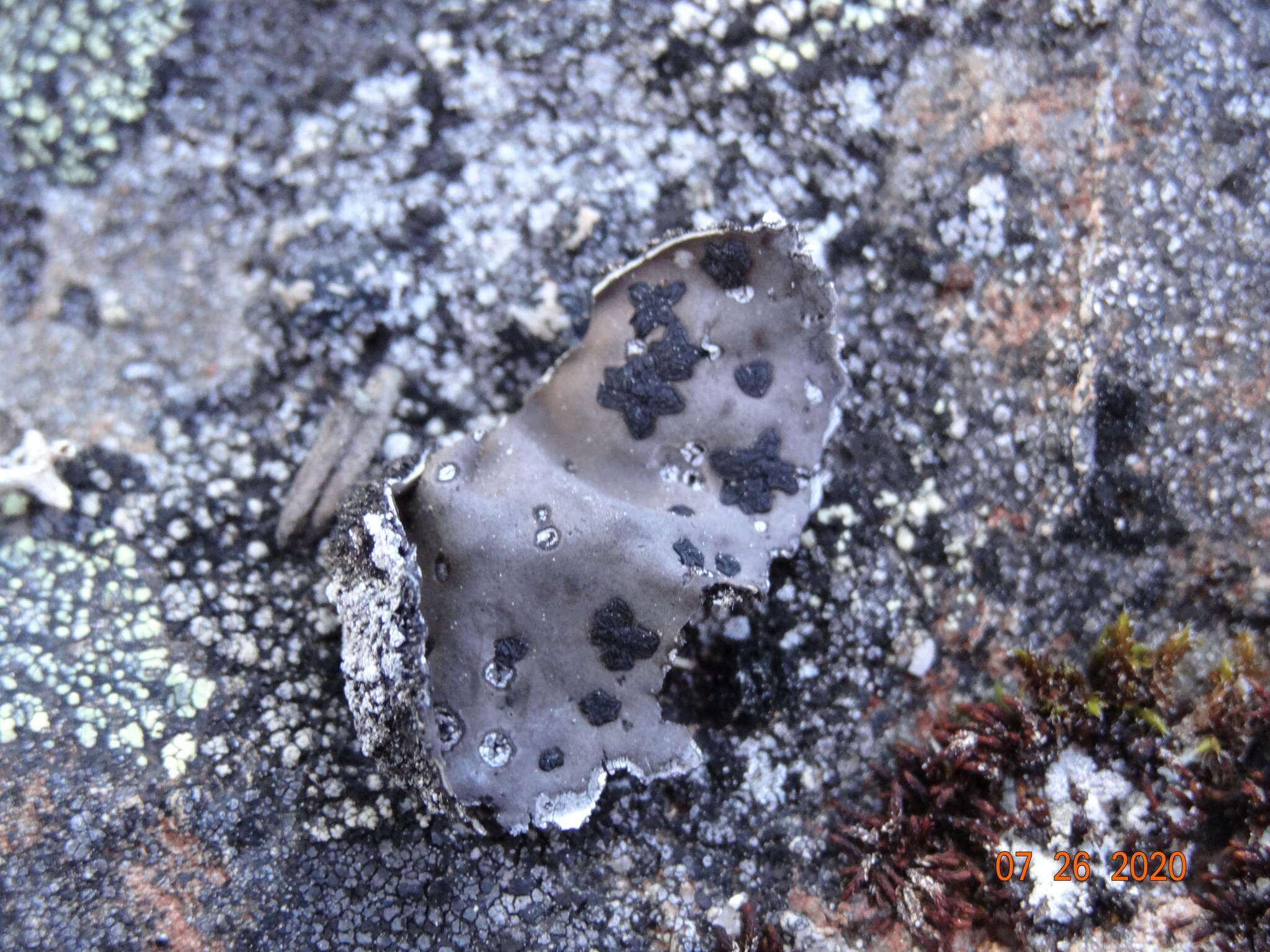 Image of navel lichen