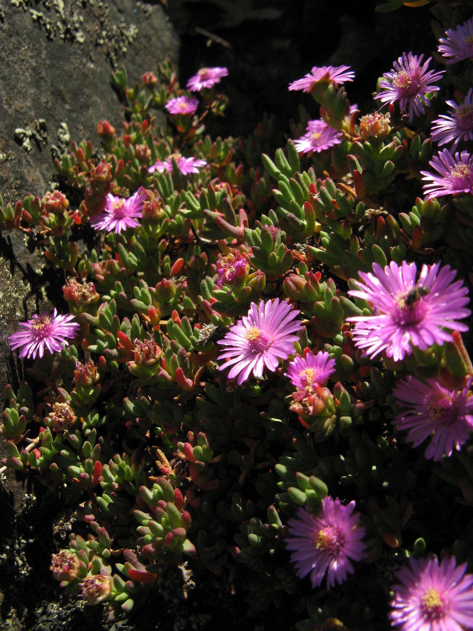 Image of Esterhuysenia alpina L. Bol.