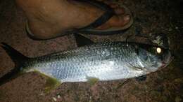 Image of tarpons