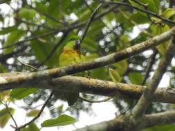 Image of Black-collared Lovebird