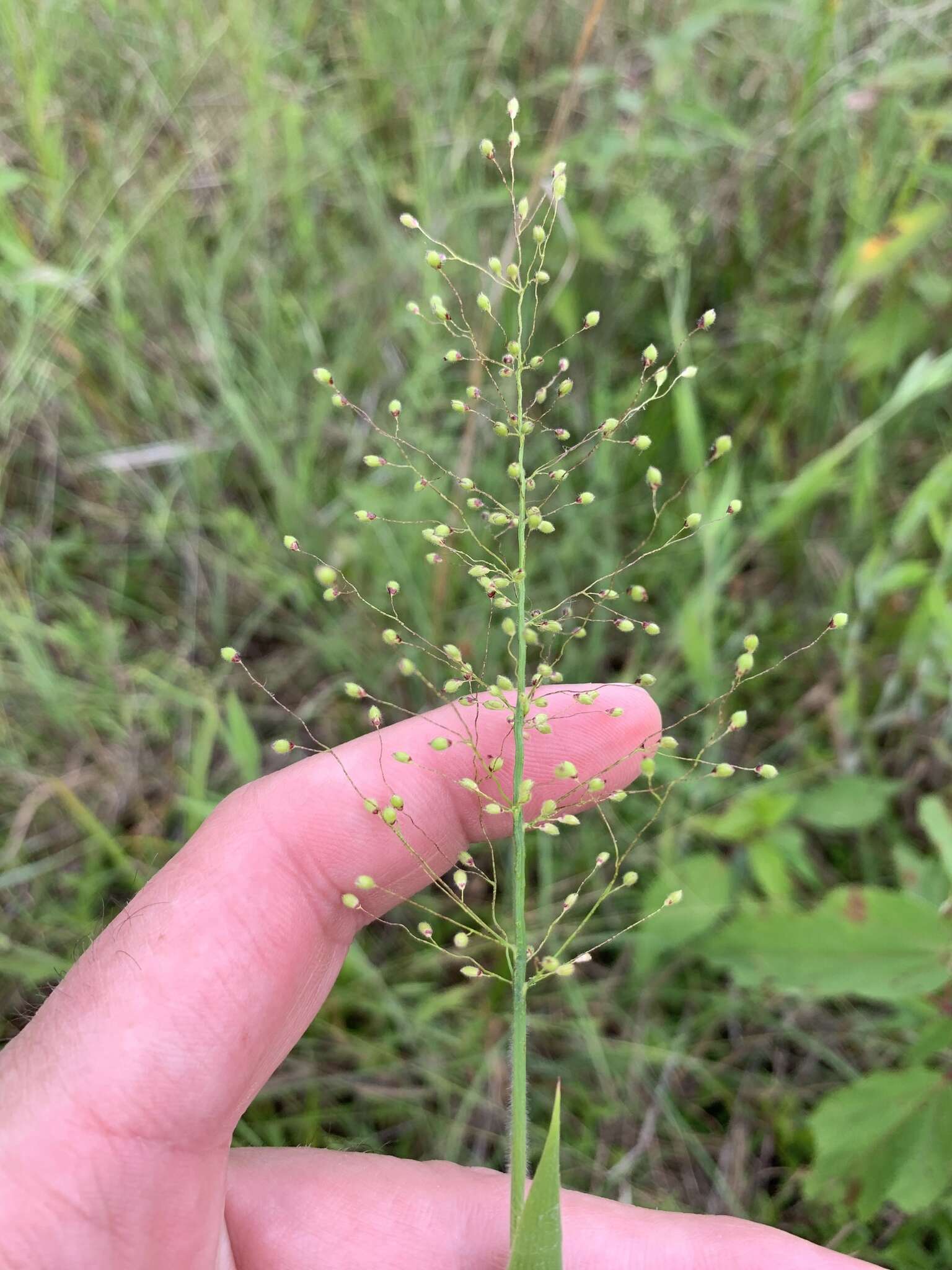 Image of Broom Rosette Grass