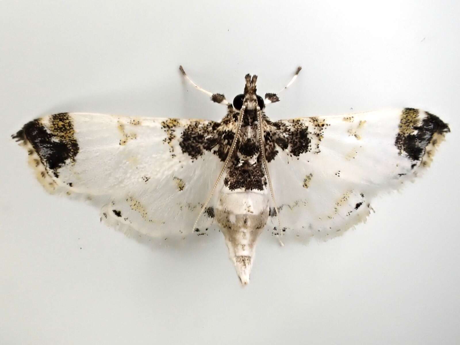 Image of Analyta apicalis