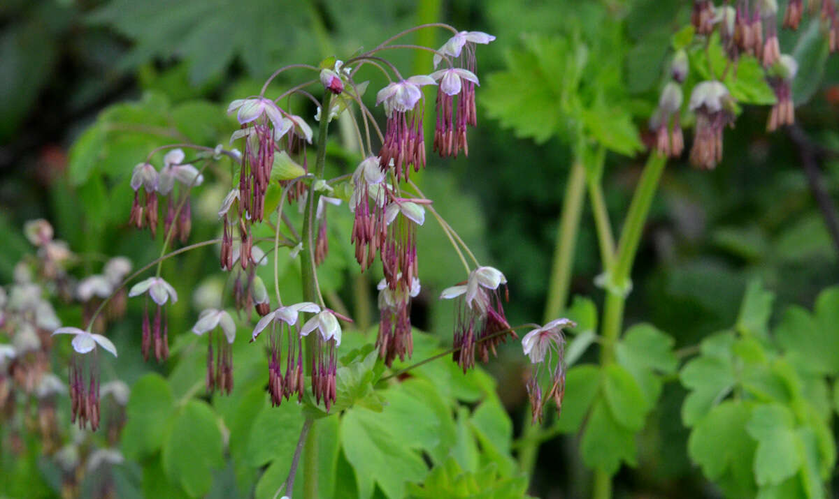 Слика од Thalictrum occidentale A. Gray