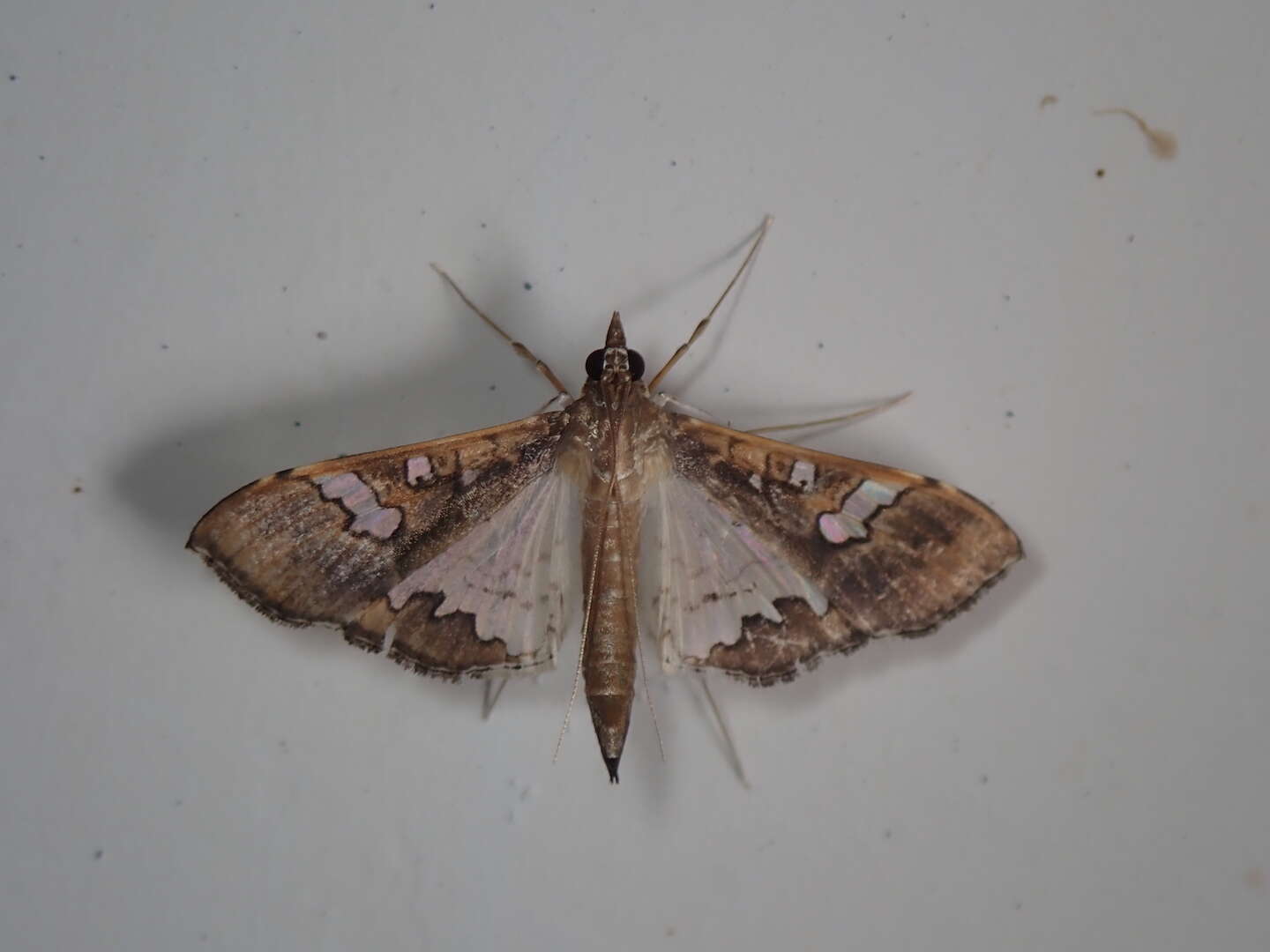 Image of Moth