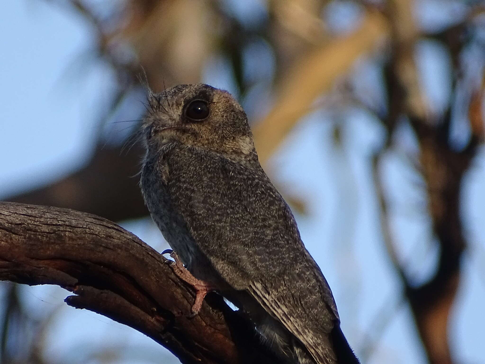 Image of owlet-nightjars