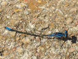 Image of Skimming Bluet