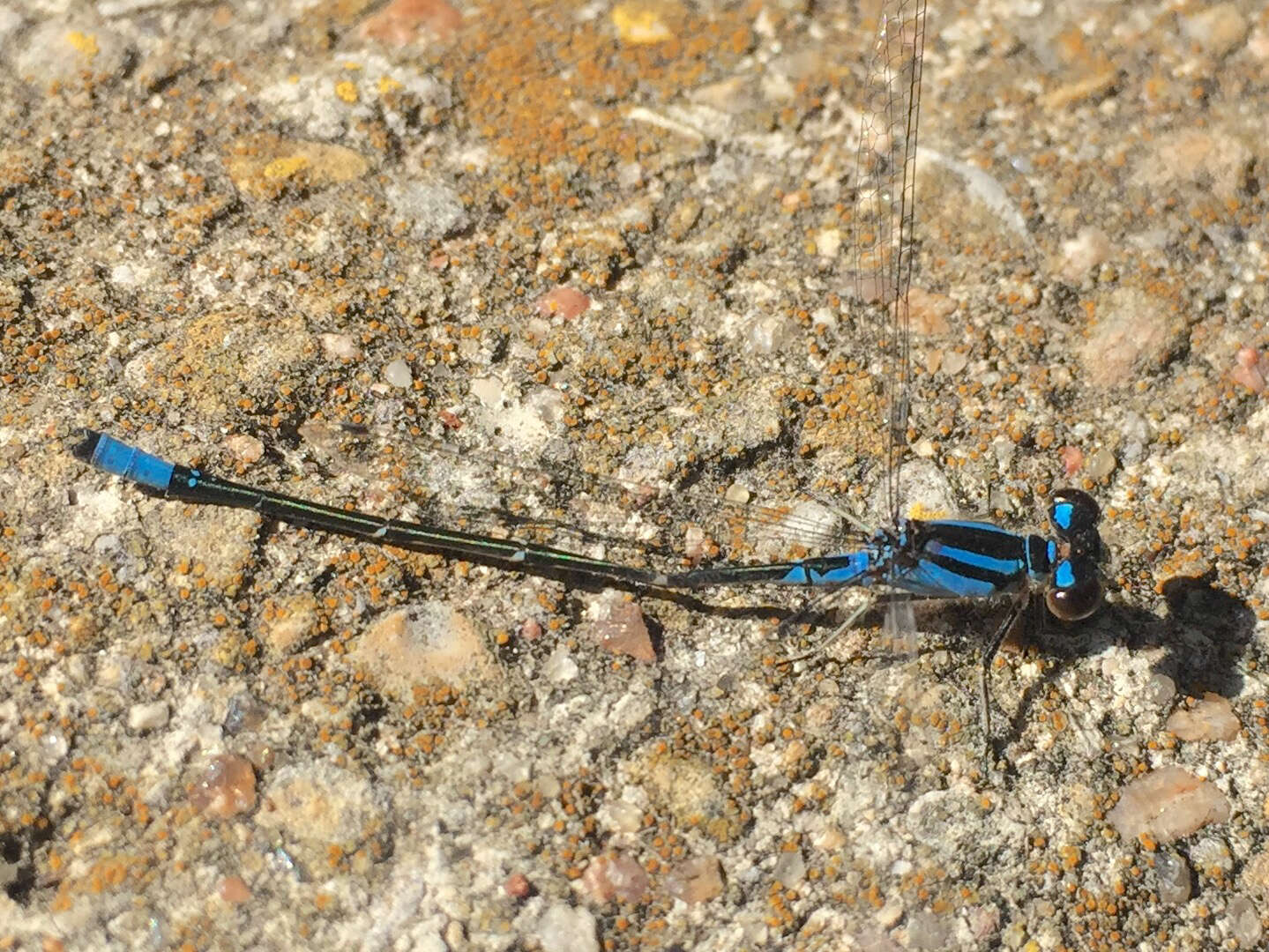 Image of Skimming Bluet